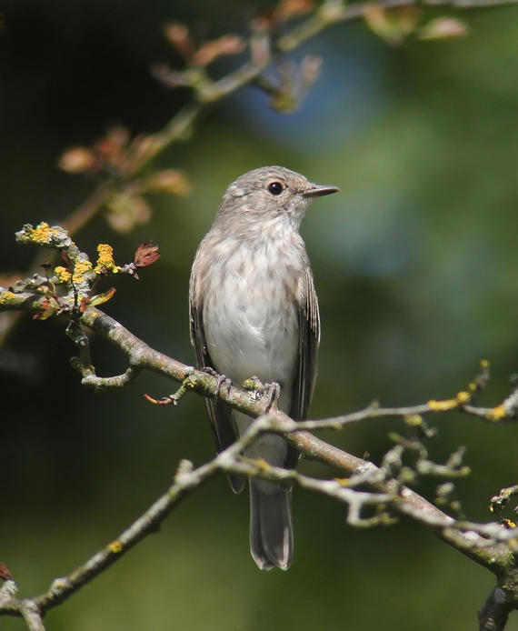 Spotted Flycatcher