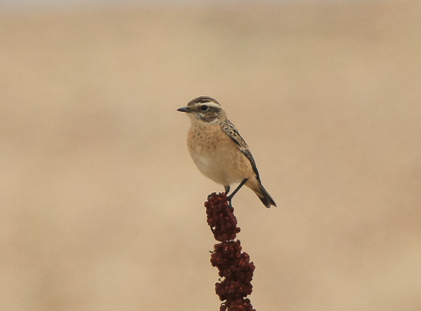Whinchat