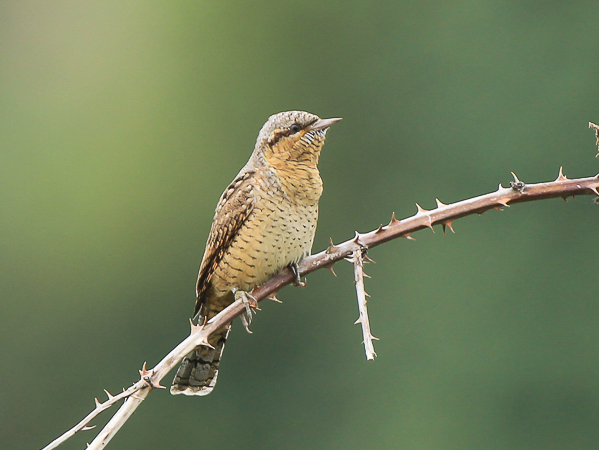 Wryneck