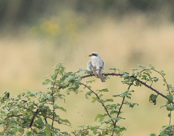 Lesser Grey Shrike