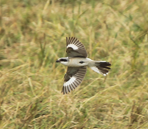 Lesser Grey Shrike