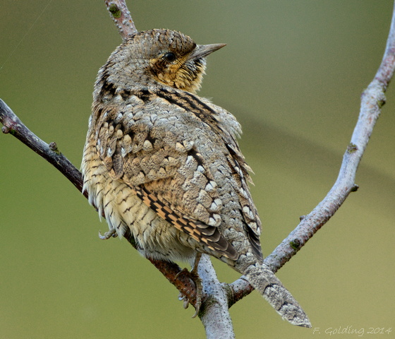 Wryneck