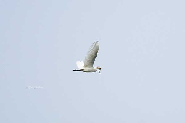 Cattle Egret