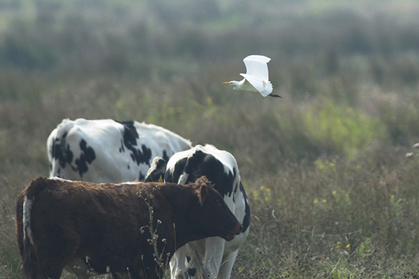 Cattle Egret