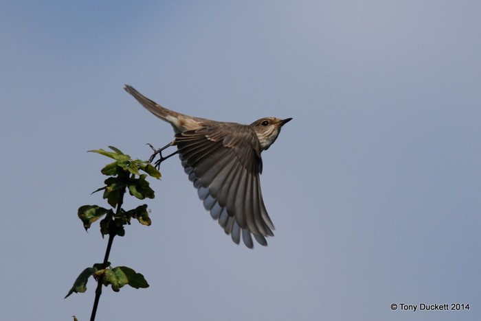 Spotted Flycatcher
