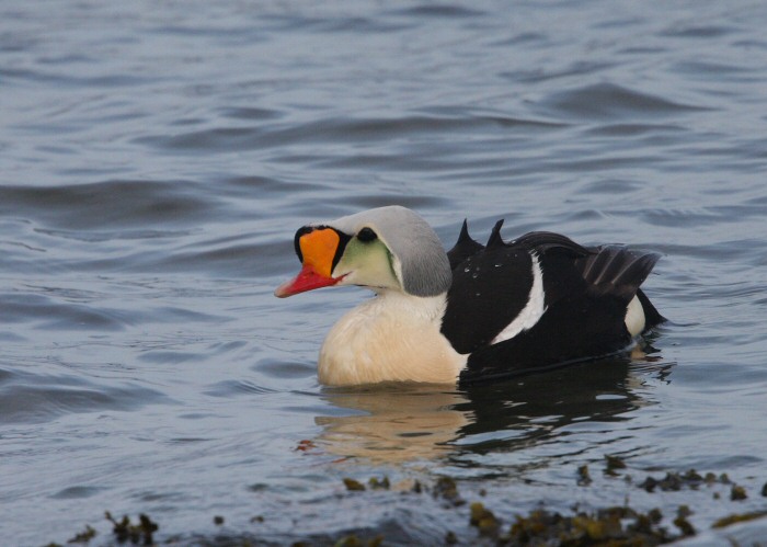 King Eider