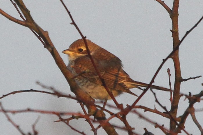 Red-backed Shrike