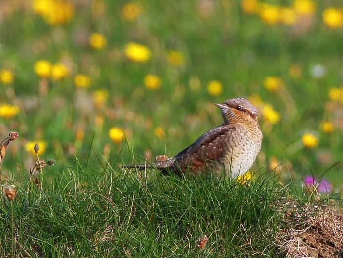 Wryneck
