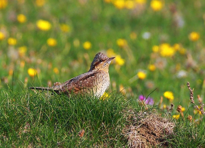 Wryneck