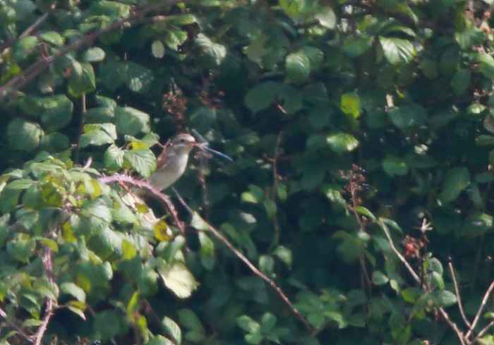 Red-backed Shrike