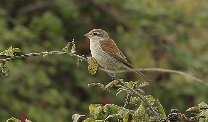 Red-backed Shrike
