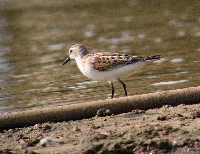 Little Stint