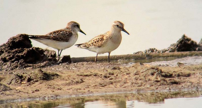 Little Stint