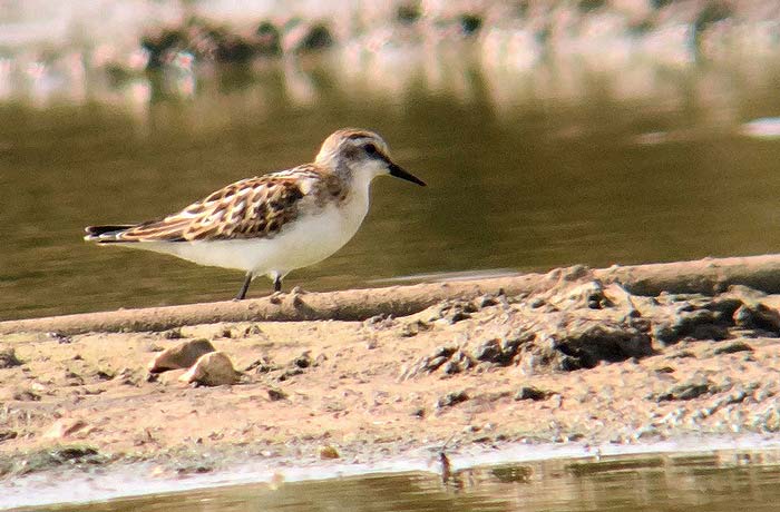 Little Stint