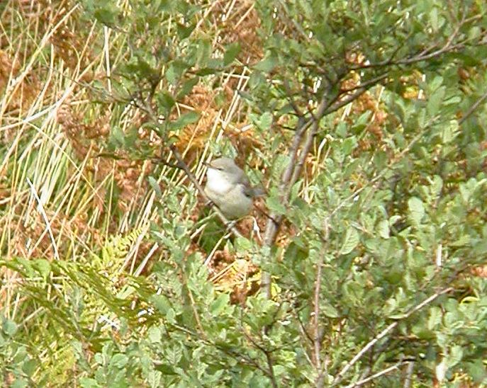 Barred Warbler