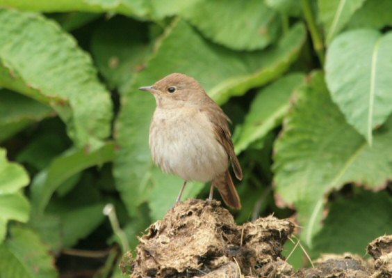 Thrush Nightingale