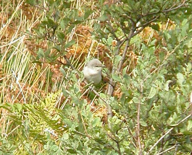 Barred Warbler
