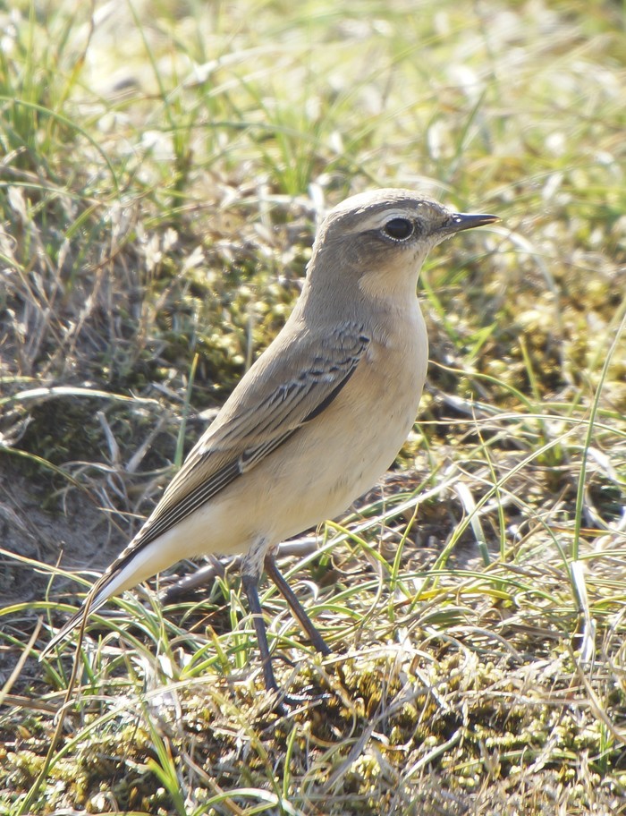 Wheatear