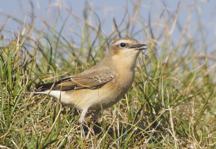 Wheatear