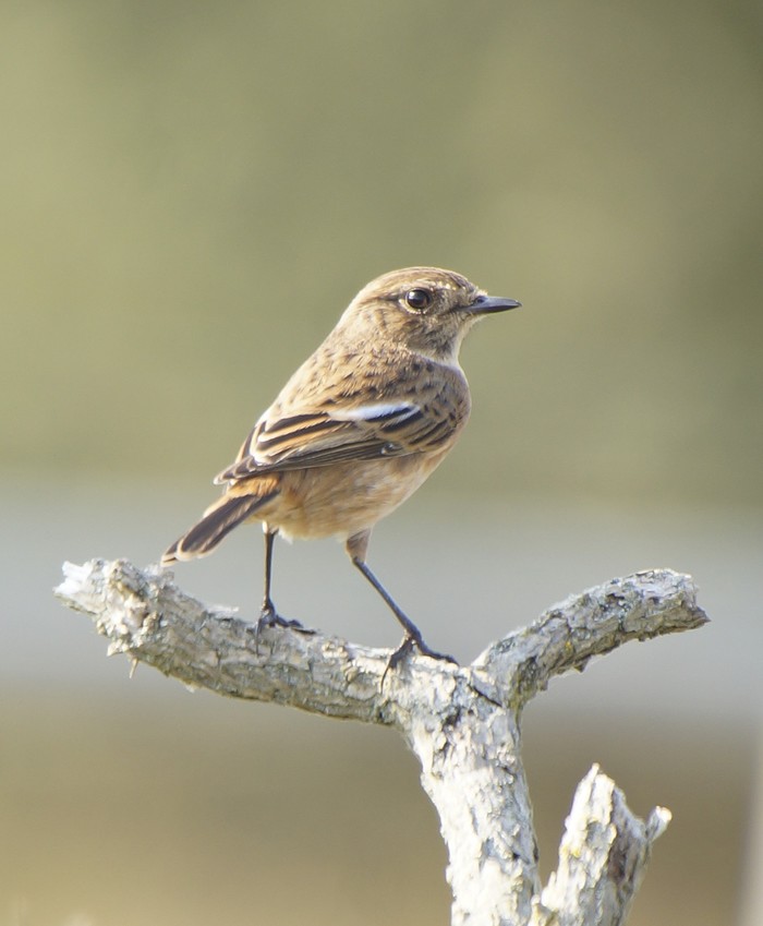 Stonechat