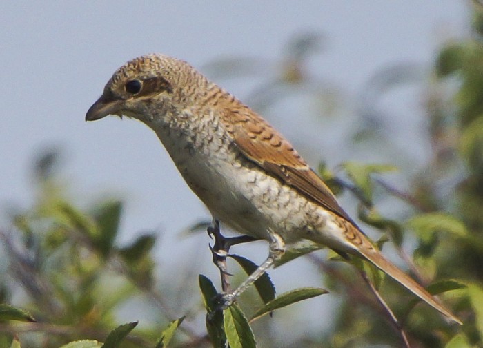 Red-backed Shrike