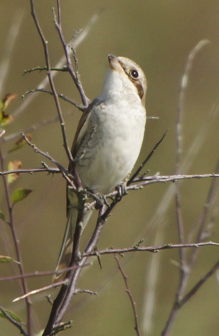 Red-backed Shrike