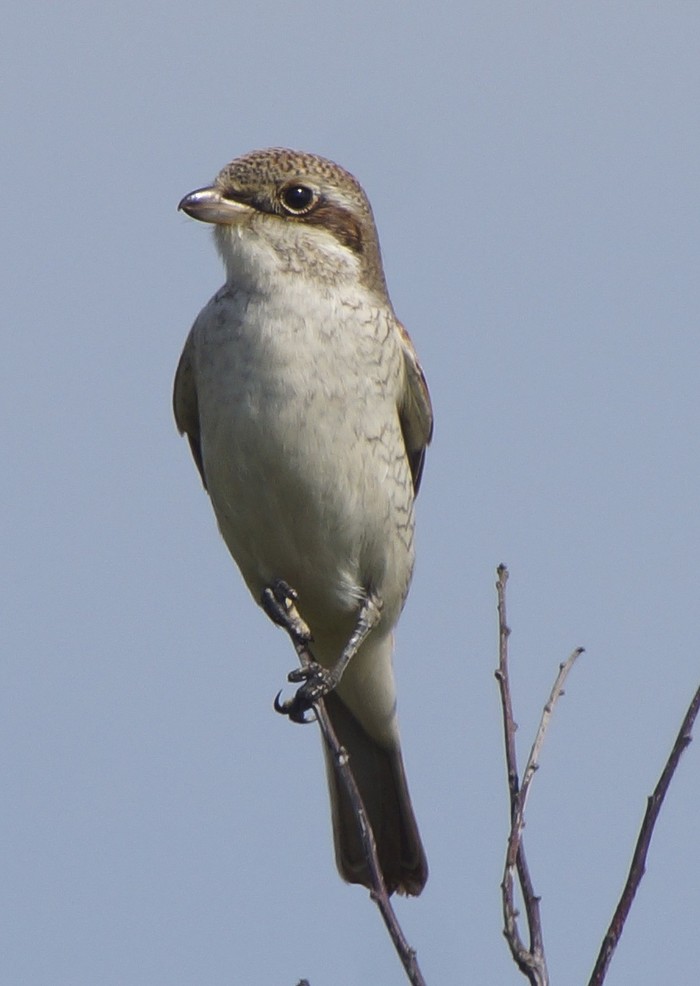 Red-backed Shrike