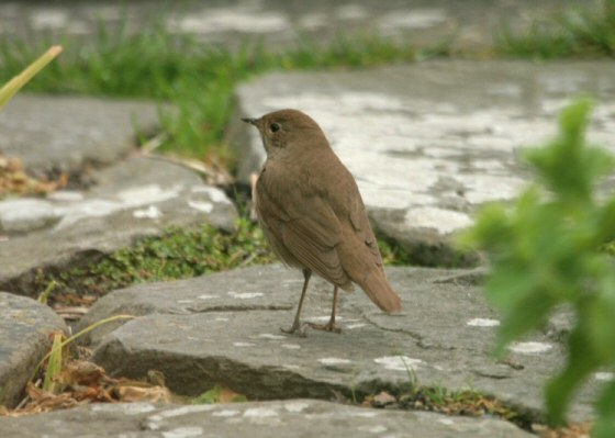 Thrush Nightingale