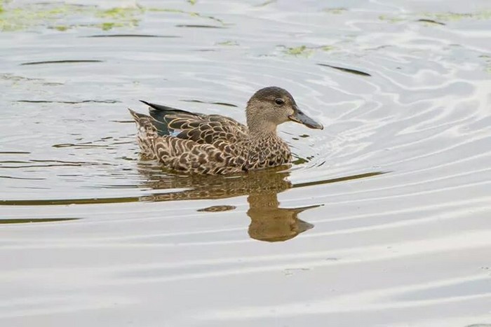Blue-winged Teal