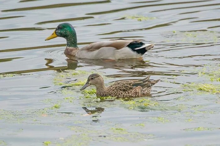 Blue-winged Teal