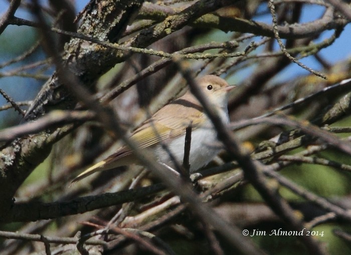 Western Bonelli's Warbler
