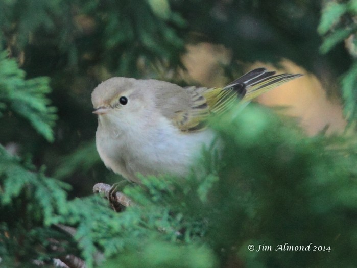 Western Bonelli's Warbler