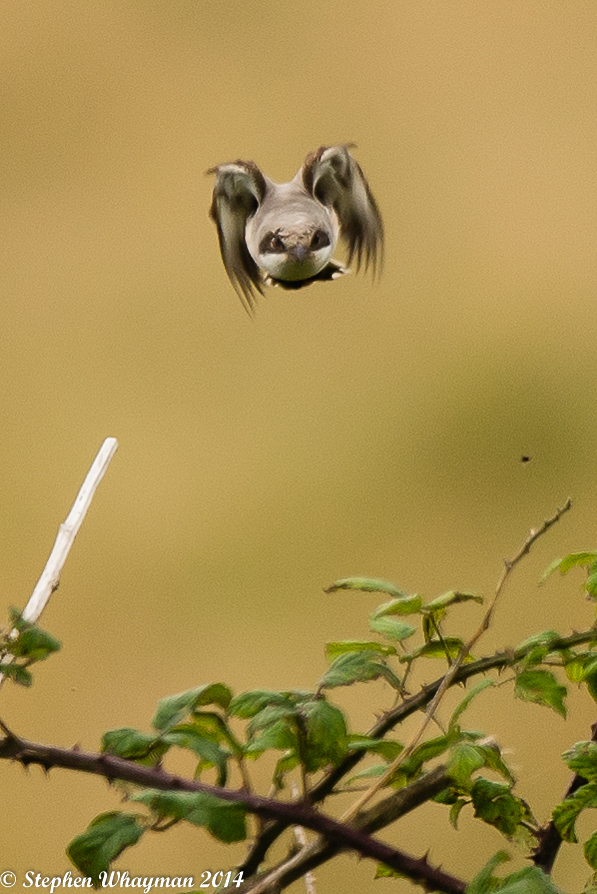 Lesser Grey Shrike