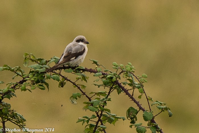 Lesser Grey Shrike