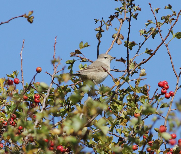 Barred Warbler