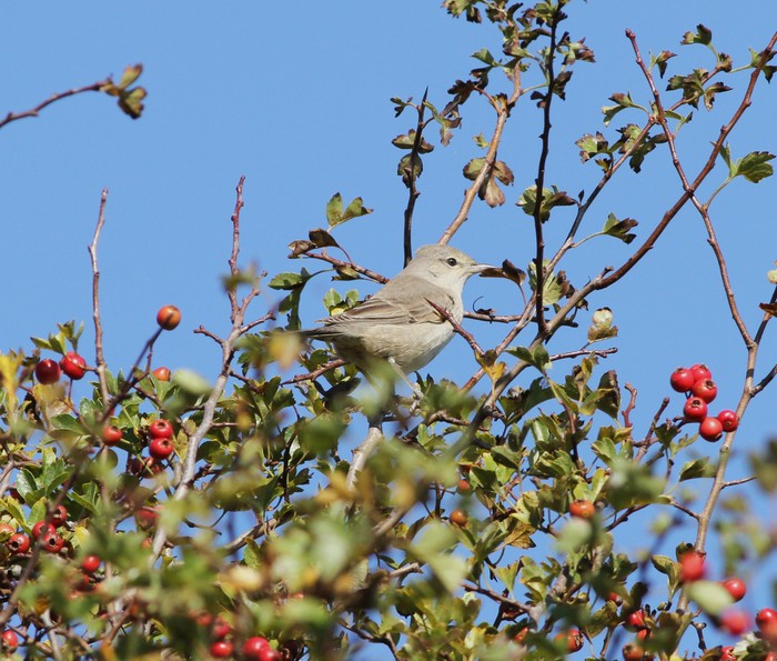 Barred Warbler