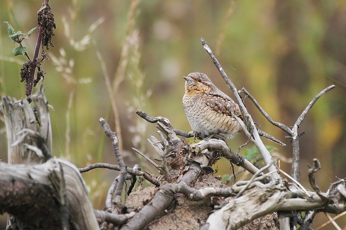 Wryneck