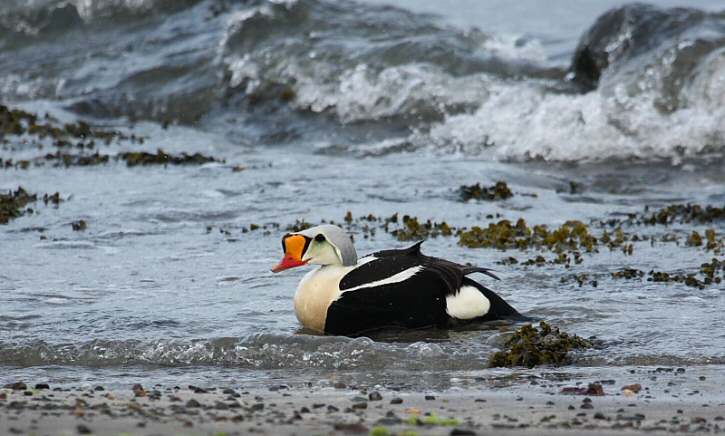 King Eider