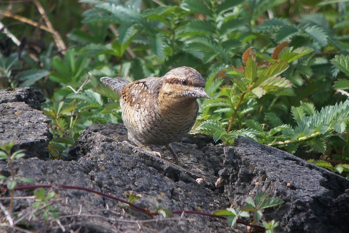 Wryneck