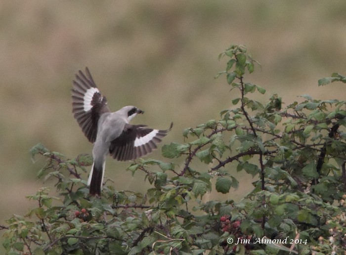 Lesser Grey Shrike