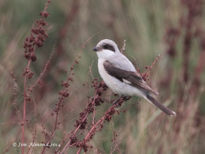 Lesser Grey Shrike