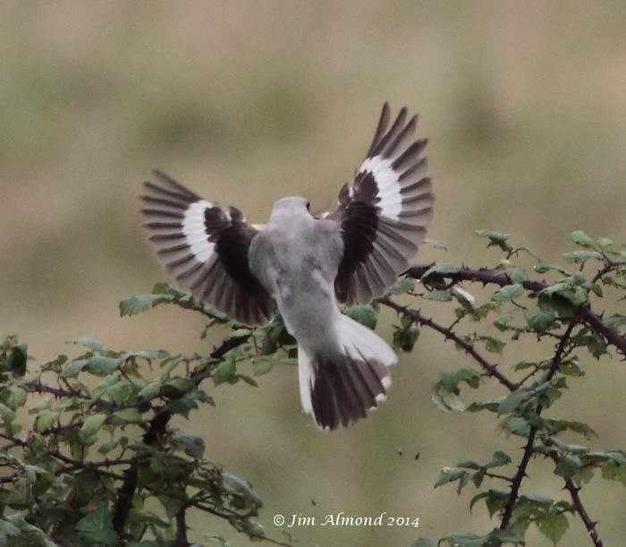 Lesser Grey Shrike