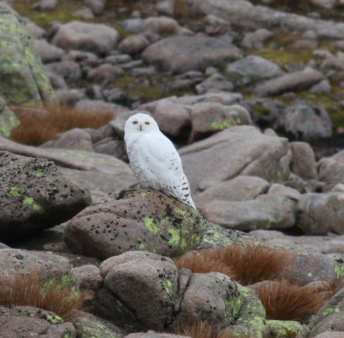 Snowy Owl