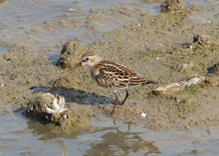 Little Stint