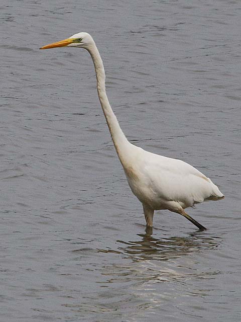 Great White Egret