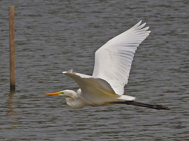 Great White Egret