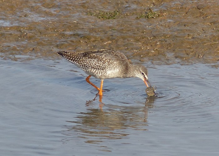 Spotted Redshank