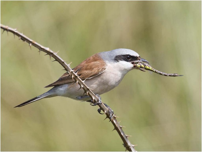 Red-backed Shrike