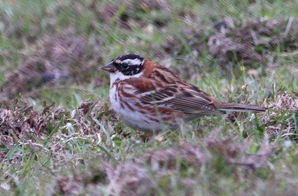 Rustic Bunting