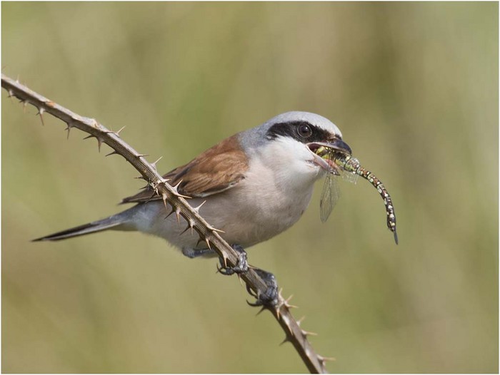 Red-backed Shrike